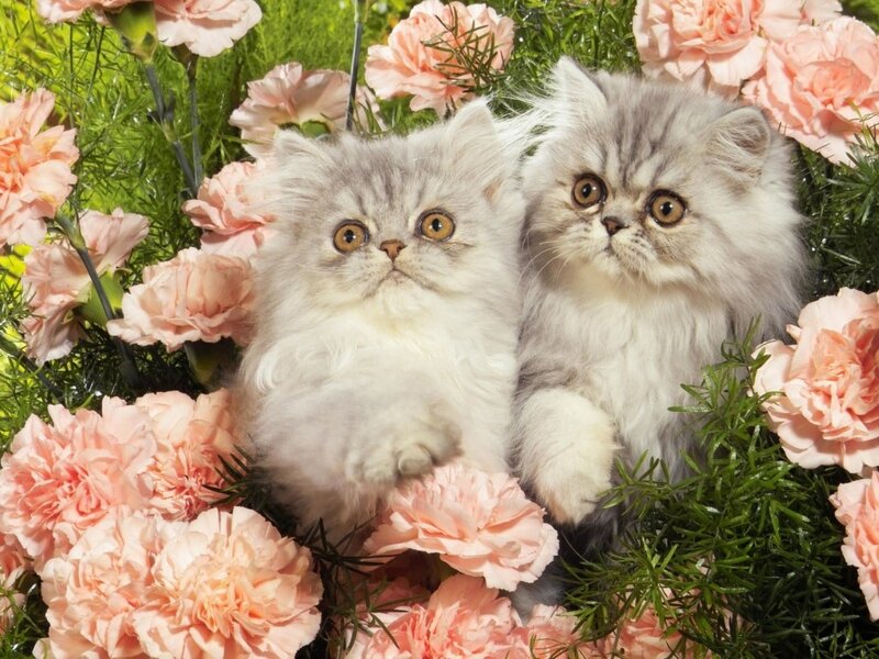 Two Fluffy Kittens — Pink, Calm, Spring