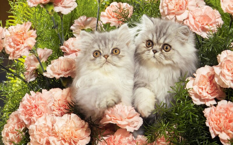 Two Fluffy Kittens — Pink, Calm