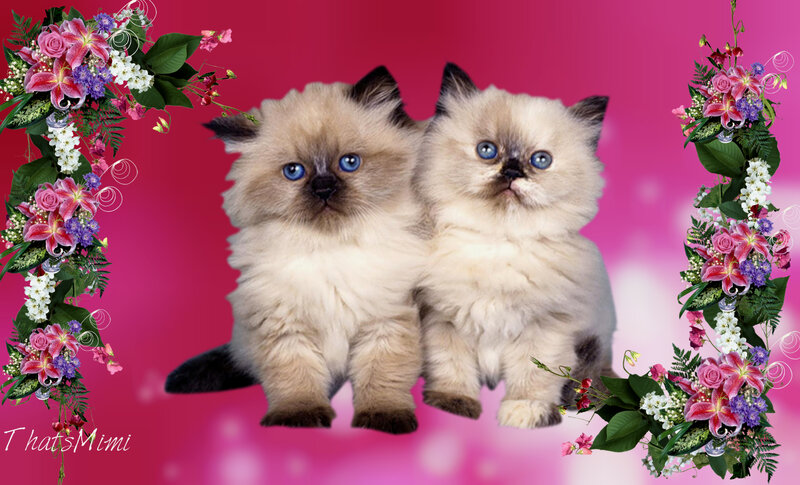 Two Fluffy Kittens — Pink, Cute
