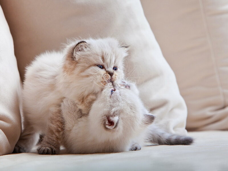 Two Fluffy Kittens Playing