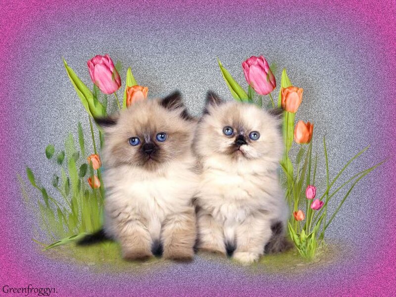 Two Fluffy Kittens — Purple