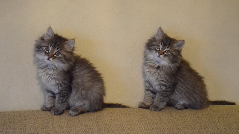 two fluffy kittens sitting