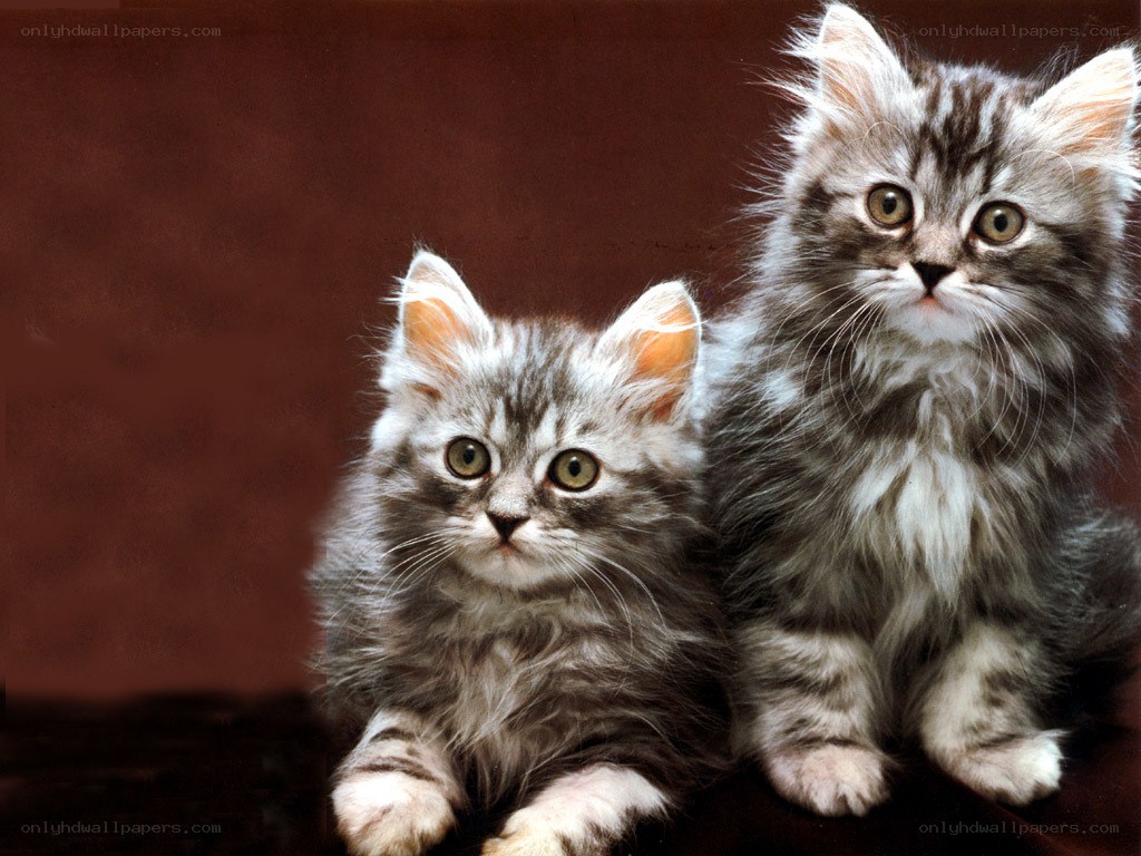 Two fluffy kittens sitting together