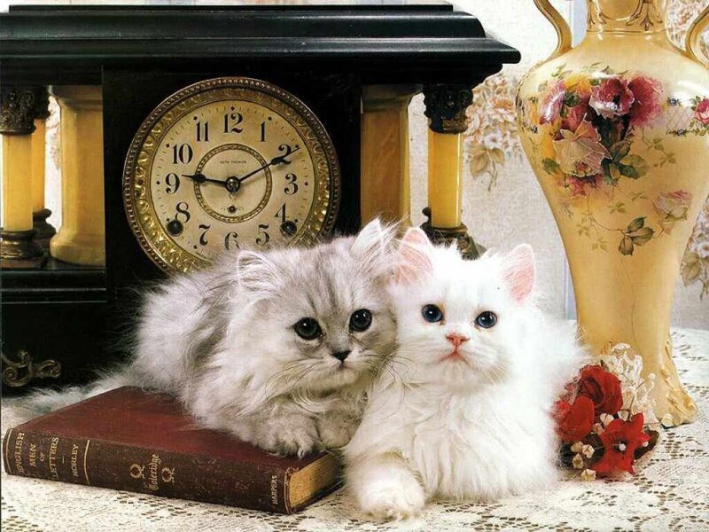 Two Fluffy Kittens — White, Calm, Photograph, Antique Clock