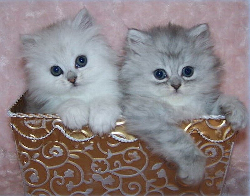 Two Fluffy Kittens — White, Calm, Photograph, Basket, Pink Background