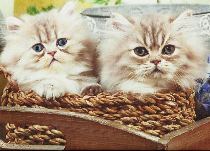 Two Fluffy Kittens — White, Calm, Photograph, Basket