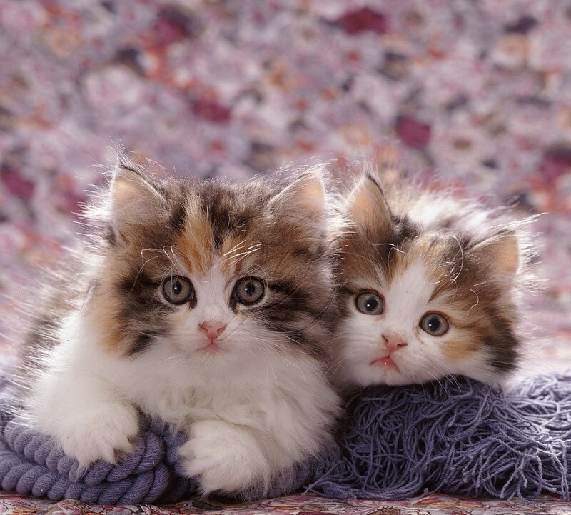Two Fluffy Kittens — White, Calm, Photograph, Blanket, Background
