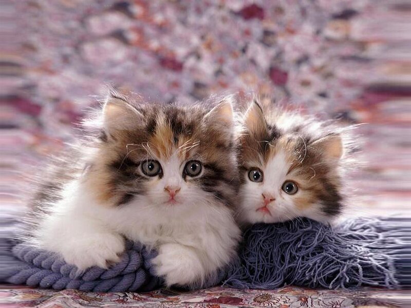 Two Fluffy Kittens — White, Calm, Photograph, Blanket
