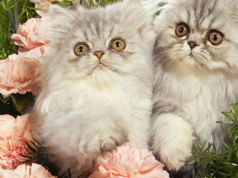 Two Fluffy Kittens — White, Calm, Photograph, Flowers
