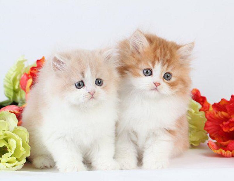 Two Fluffy Kittens — White, Calm, Photograph, Flowers, White Background