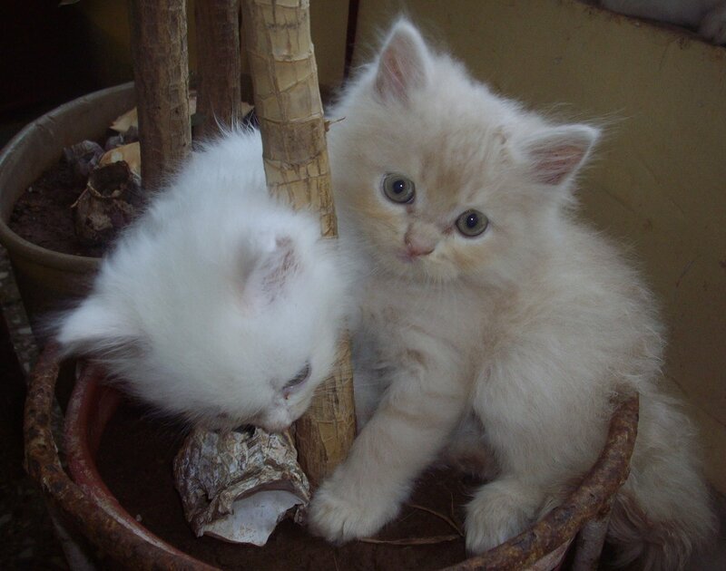 Two Fluffy Kittens — White, Calm, Photograph, Plant Pot