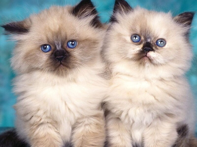 Two Fluffy Kittens — White, Calm, Photograph