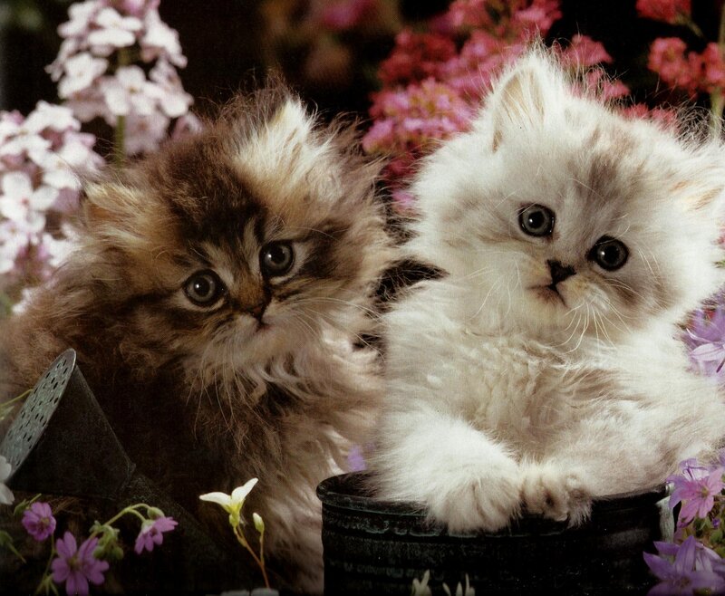 Two Fluffy Kittens — White, Calm, Spring