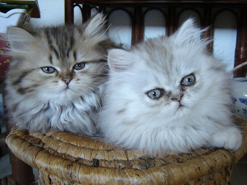 Two Fluffy Kittens — White, Calm