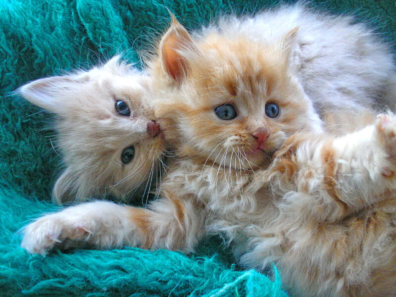 Two Fluffy Kittens — White, Cuddly