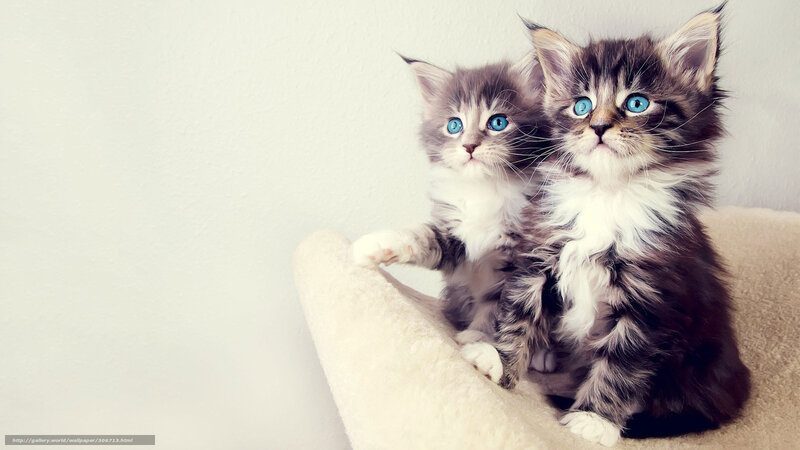 Two Fluffy Kittens — White, Innocent, Photograph, Cat Bed