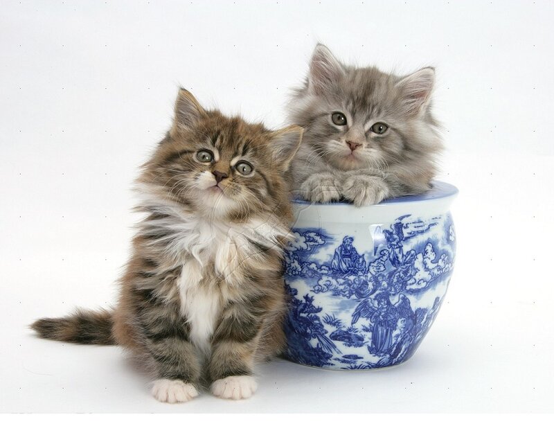 Two Fluffy Kittens — White, Innocent, Photograph, Pot