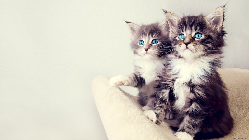 Two Fluffy Kittens — White, Innocent, Photograph