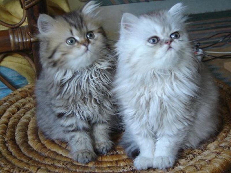 Two Fluffy Kittens — White, Innocent, Photograph, Woven Basket