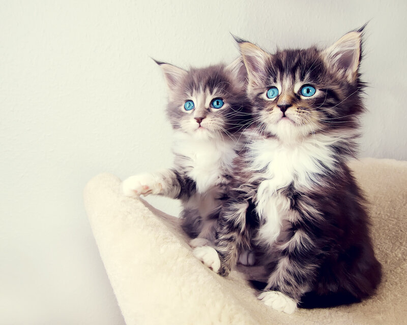 Two Fluffy Kittens — White