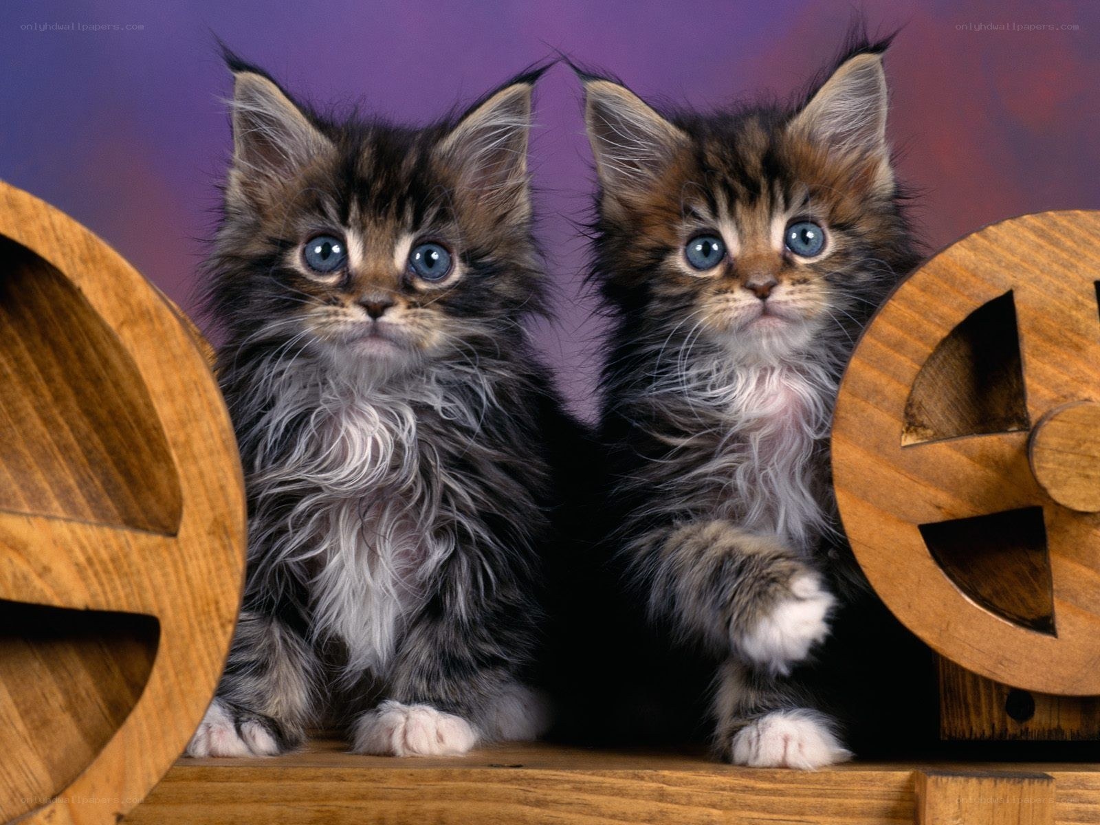Two fluffy kittens with blue eyes