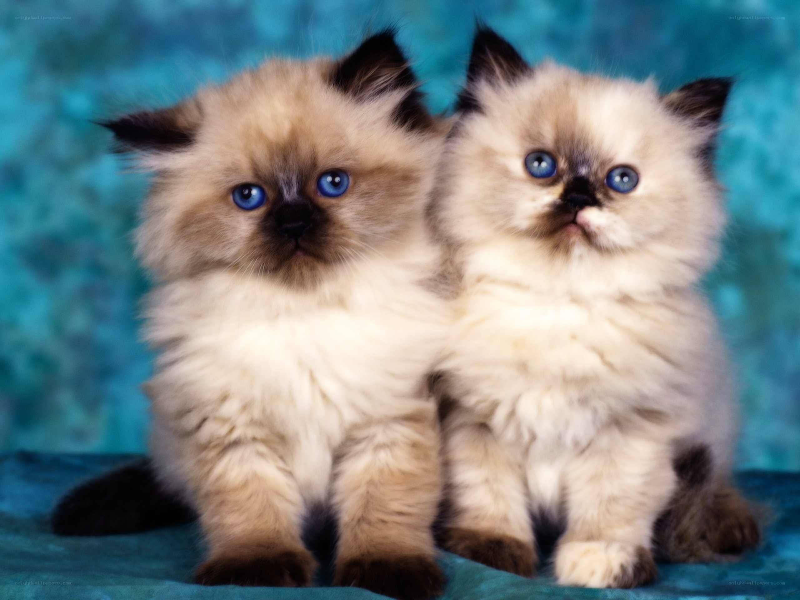 Two fluffy kittens with blue eyes