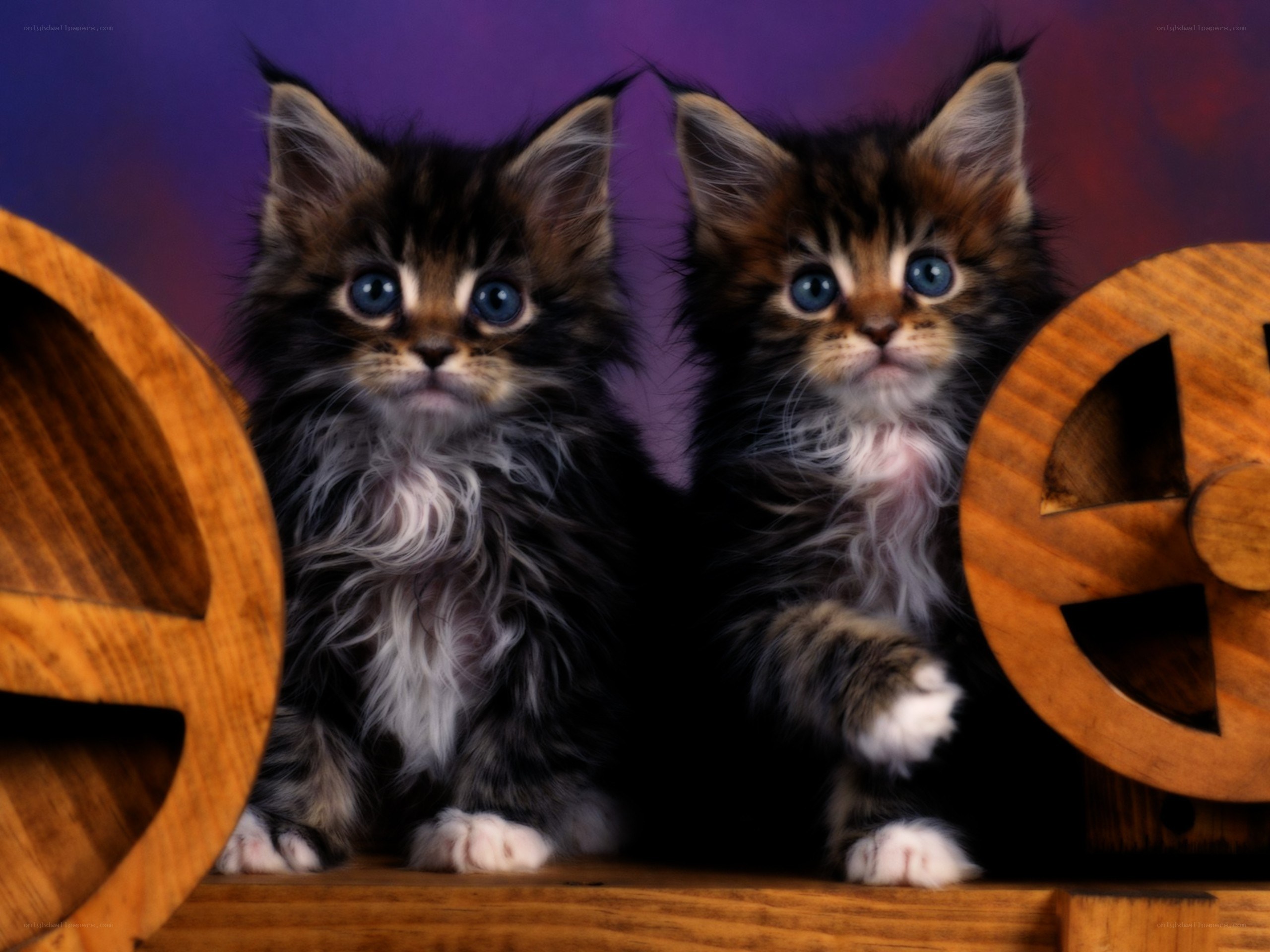 Two fluffy kittens with blue eyes