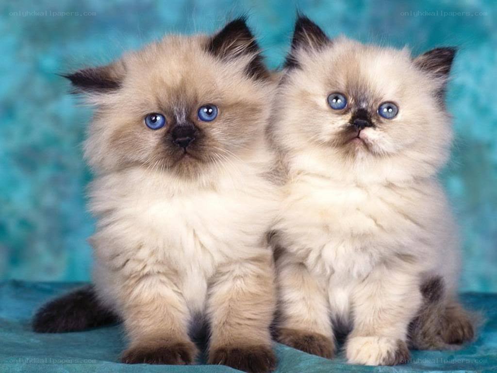 two fluffy kittens with blue eyes