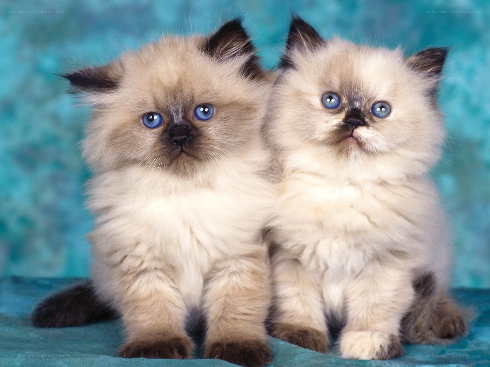 Two fluffy kittens with blue eyes