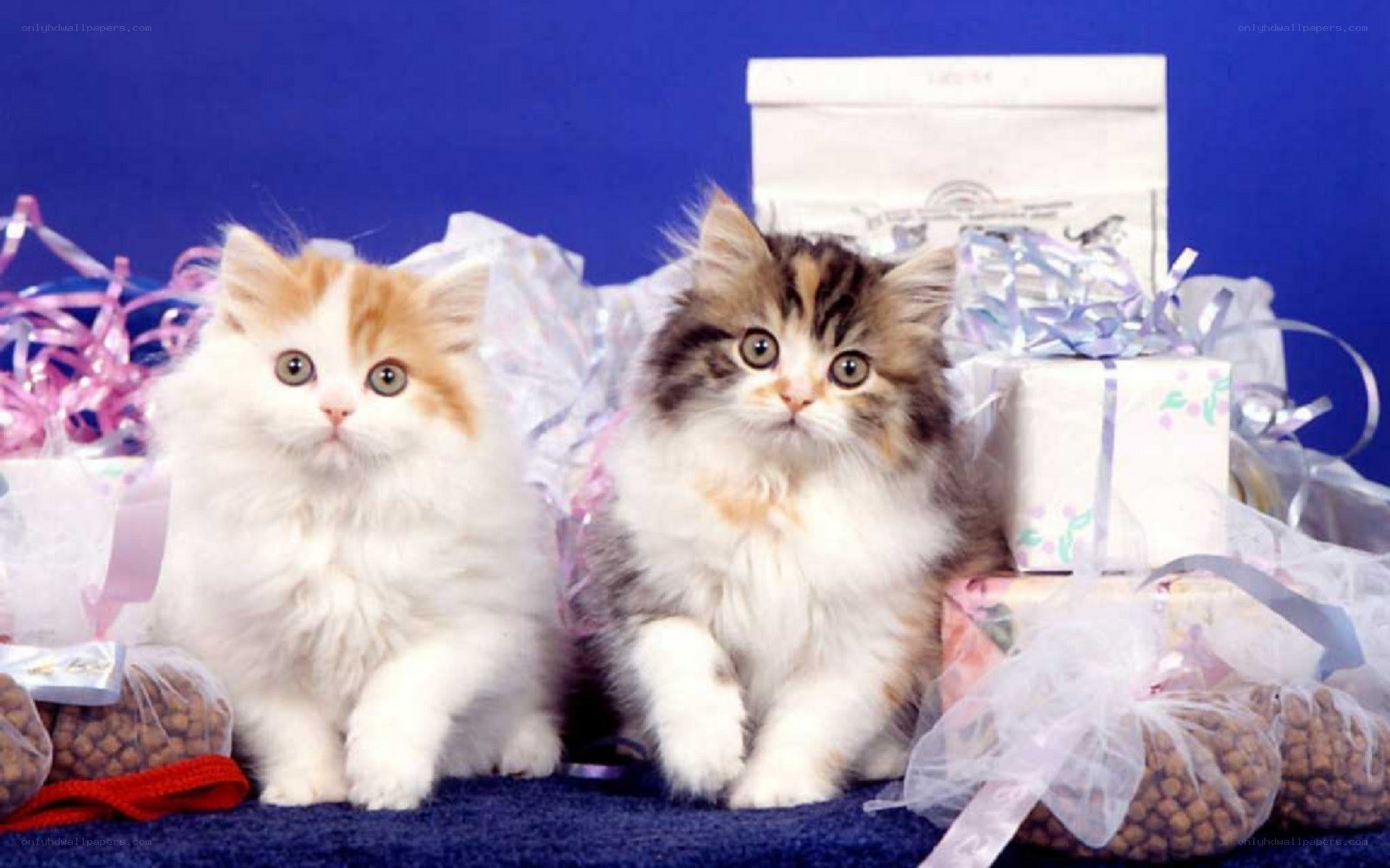 Two fluffy kittens with gifts