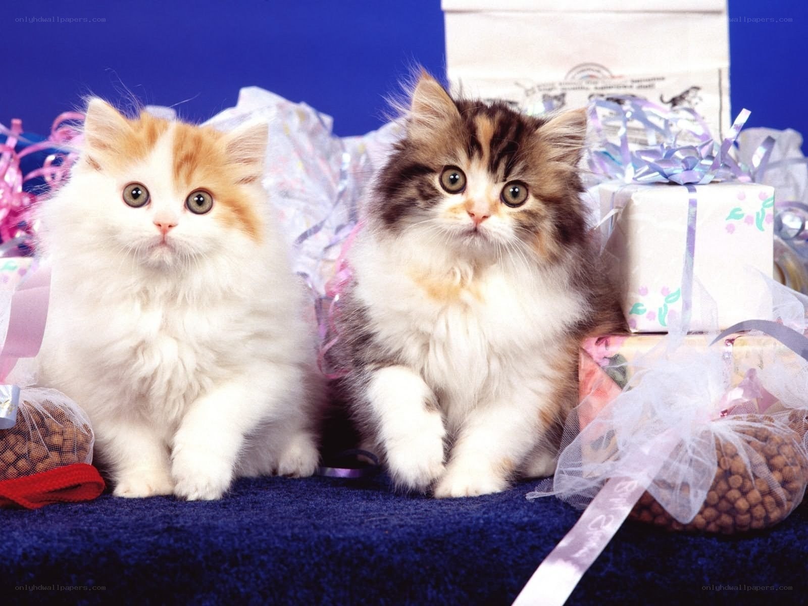 Two fluffy kittens with gifts