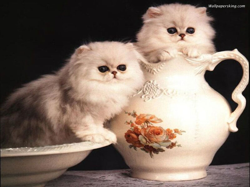 Two fluffy kittens with pitcher