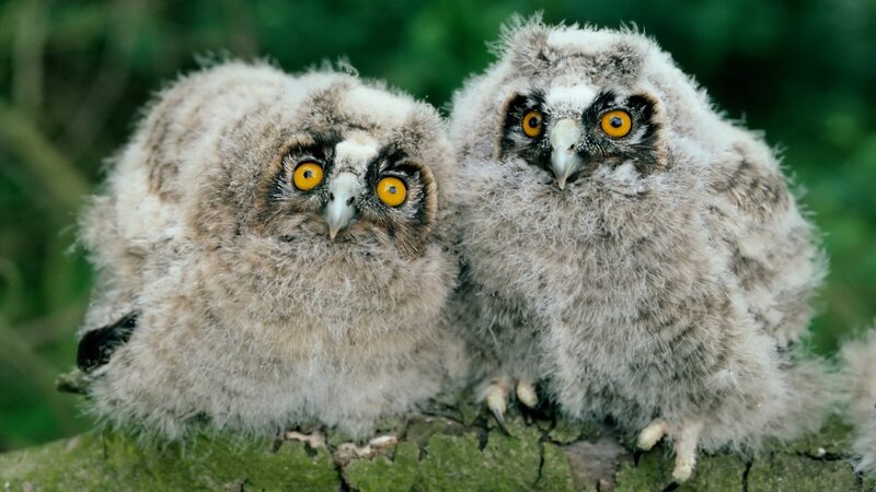 two fluffy owlets on a branch