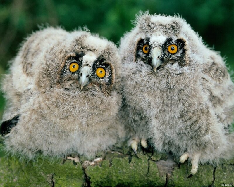Two fluffy owlets on a branch