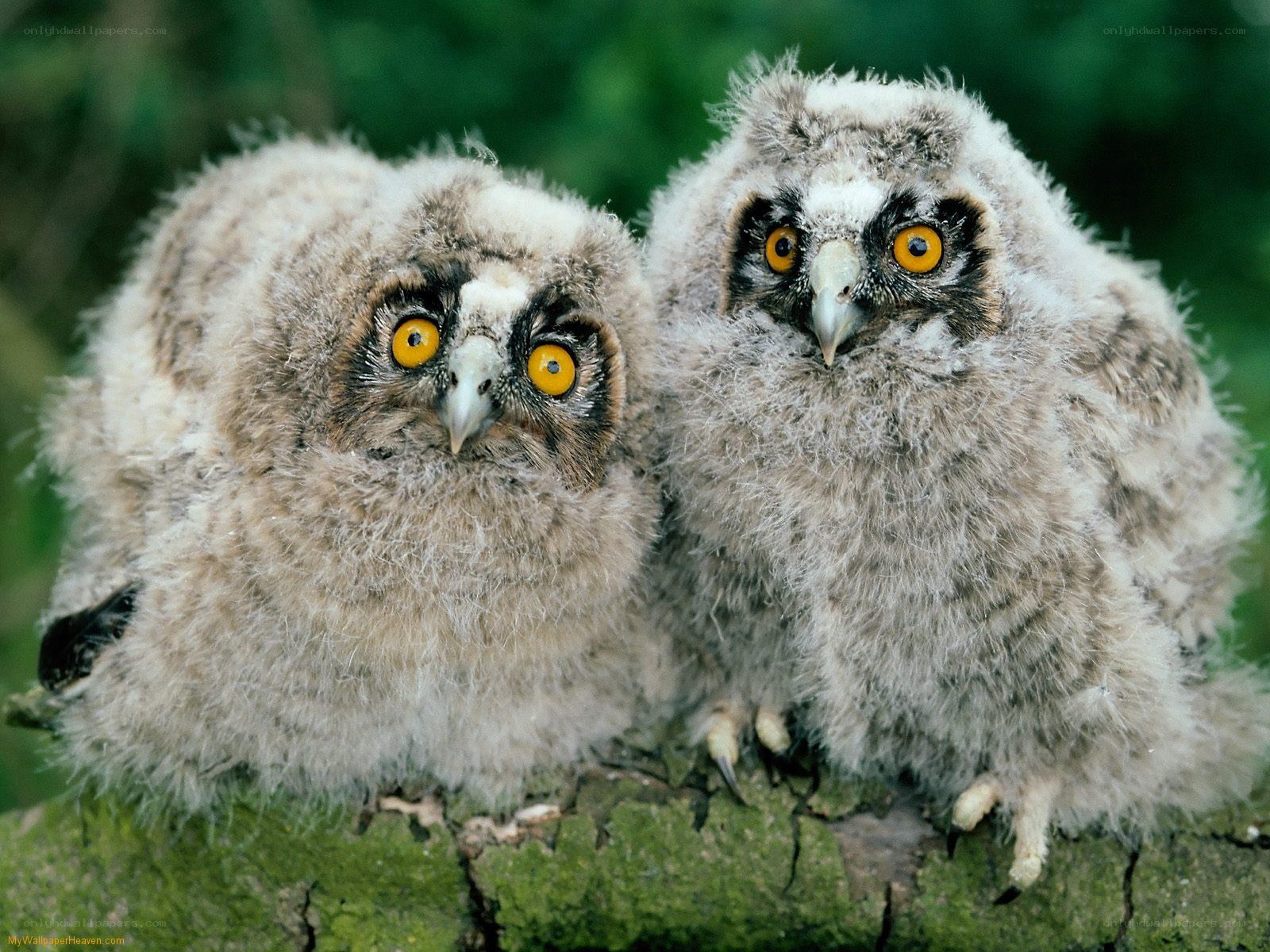 Two fluffy owlets on a branch