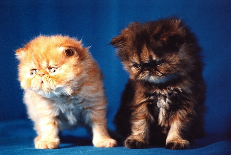 Two fluffy Persian kittens