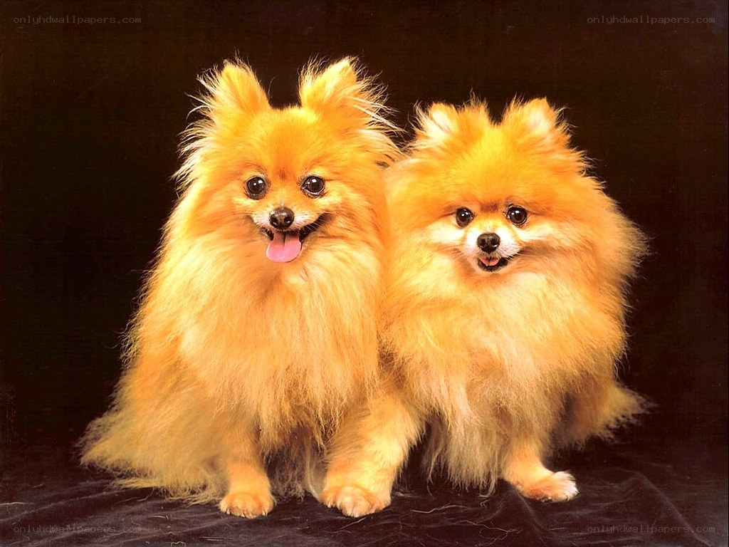 Two fluffy Pomeranian dogs