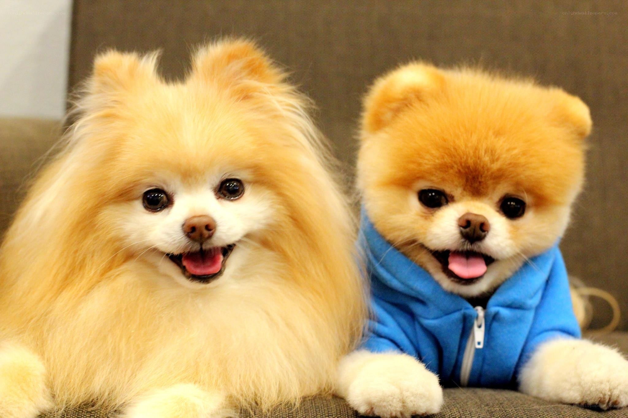 Two fluffy Pomeranian dogs