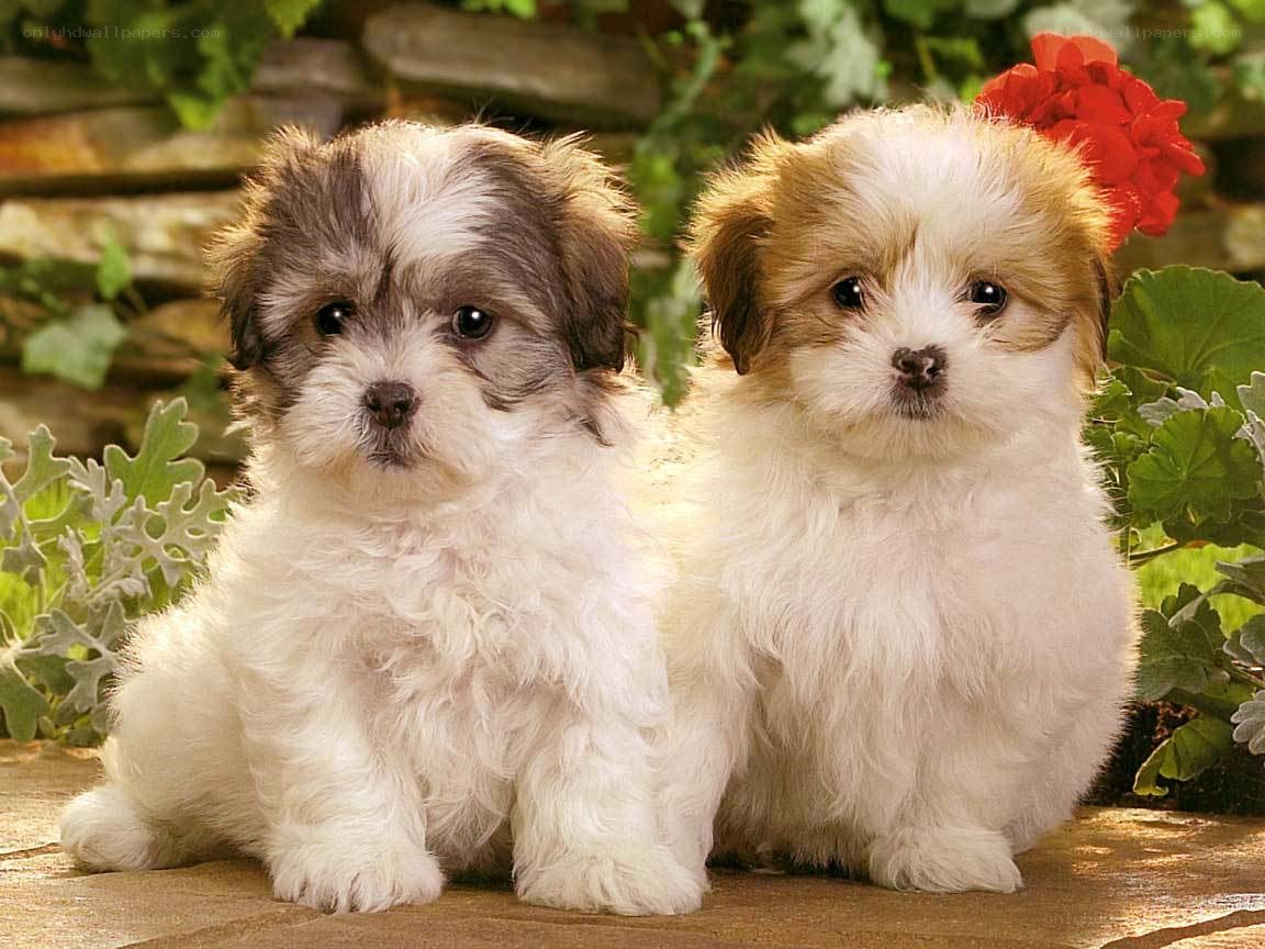 Two fluffy puppies sitting together