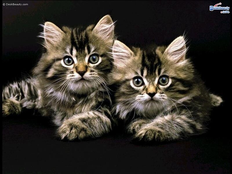 Two fluffy tabby kittens