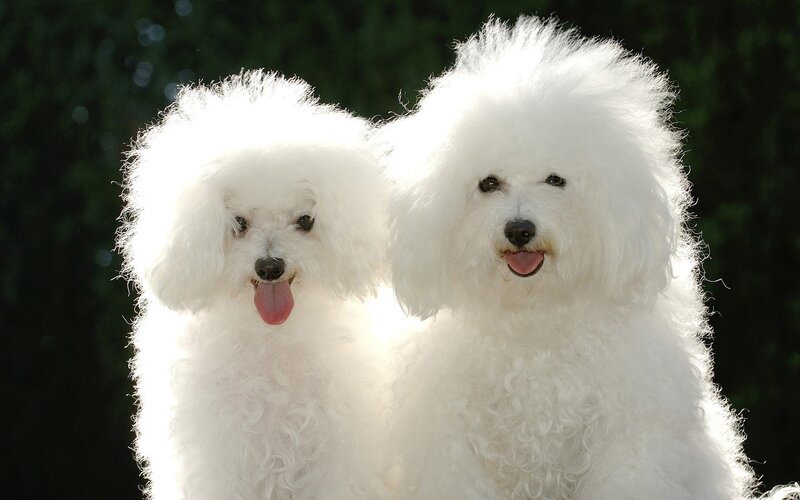 Two fluffy white dogs