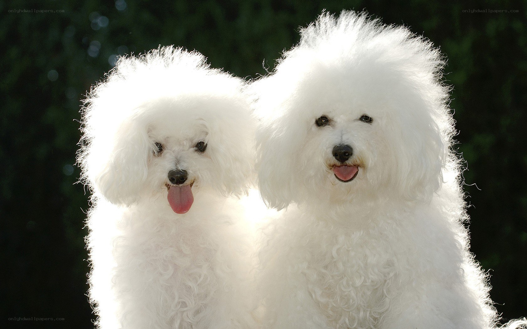 Two fluffy white dogs