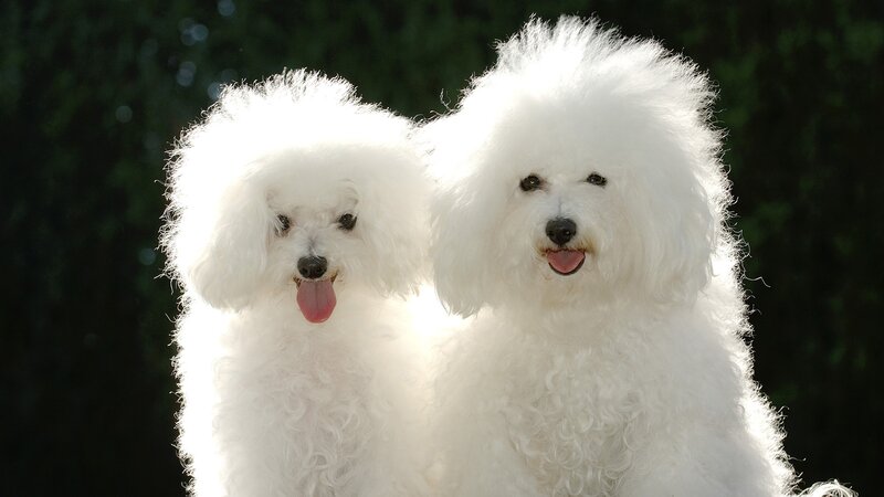Two fluffy white dogs