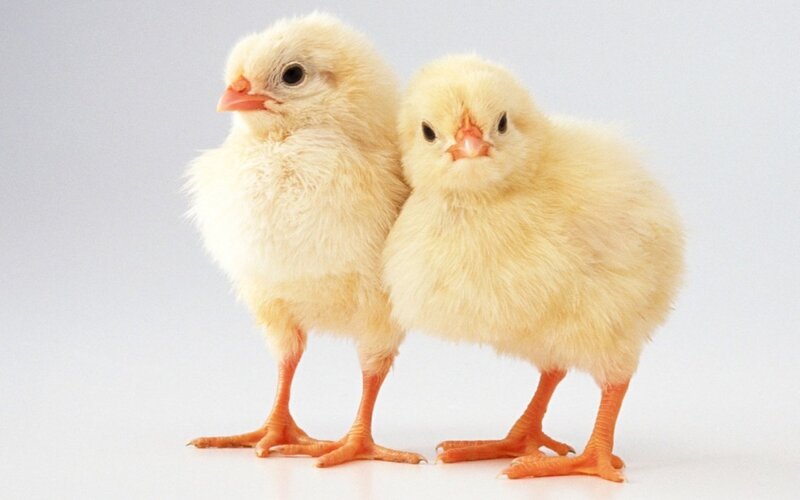 two fluffy yellow chicks