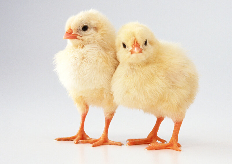 Two fluffy yellow chicks