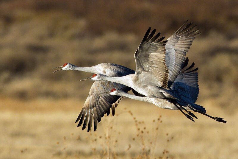 Two Flying Cranes