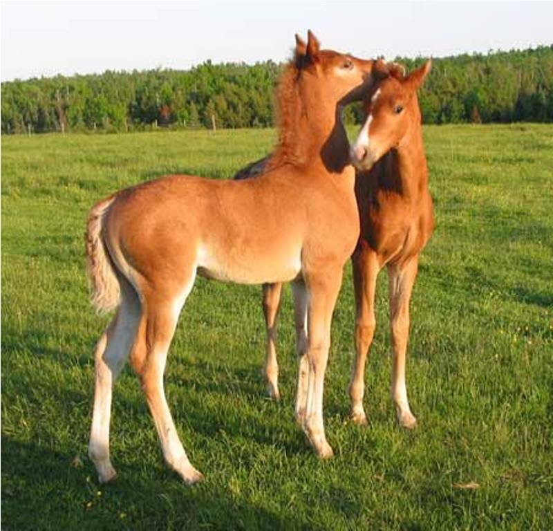 Two foals in a field