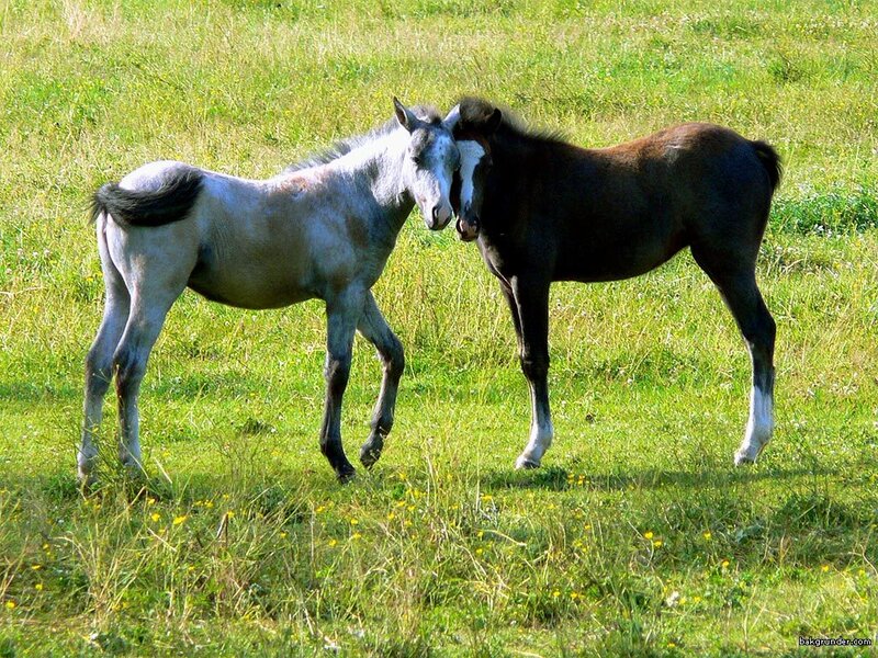Two Foals in a Field — Green