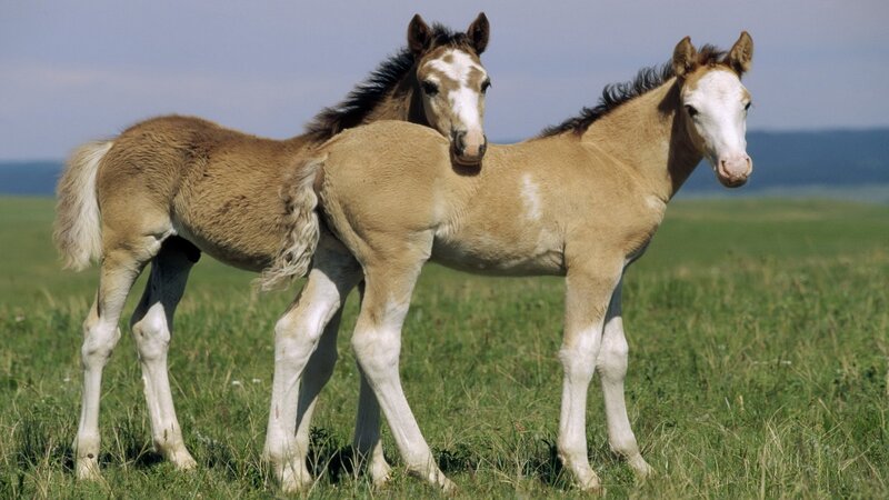 Two foals in a field