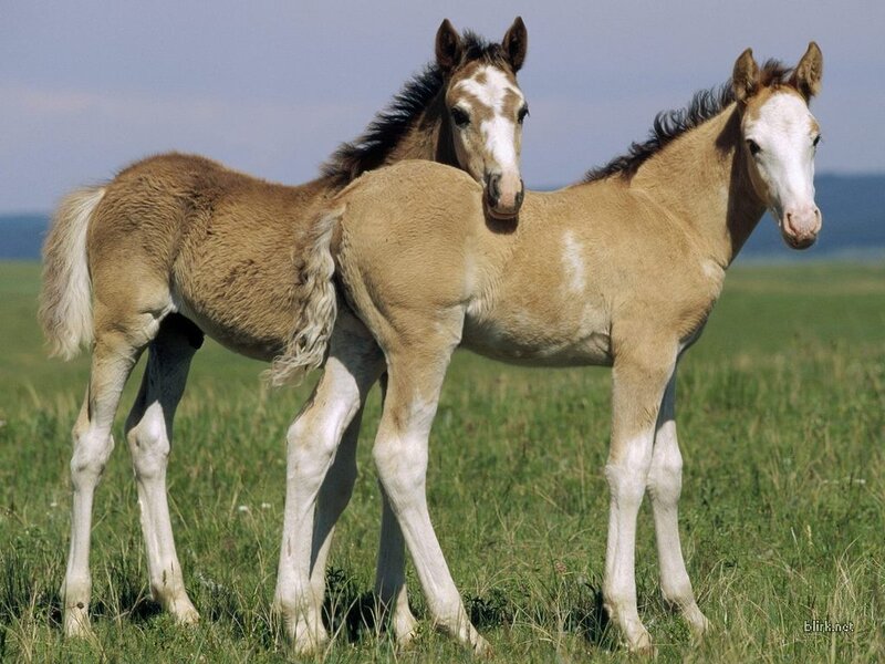 Two foals in a grassy field